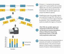 Image result for 16s Sequencing Illumina