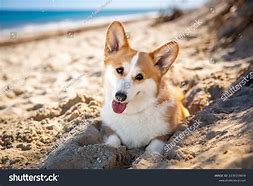 Image result for White and Tan Corgi