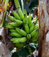 Image result for Pisang Raja Manis