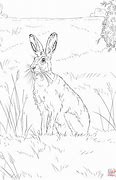 Image result for Brown Hare Face Images