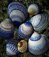 Image result for Painting Sea Shells Kit