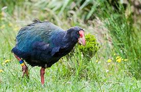 Image result for Endangered Bird Species in Aviculture