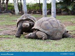 Image result for Seychelles Turtles