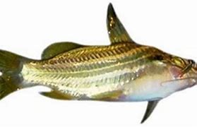 Image result for Tengra Fish HD Image