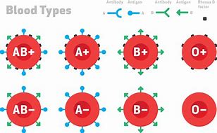 Image result for RH Blood Group System