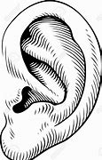 Image result for Human Ear Drawing