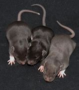 Image result for Silvermane Rat