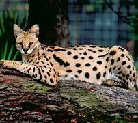 Image result for Serval Cat Wallpaper