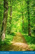 Image result for Bright Green Nature Trees Forest