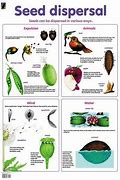 Image result for Seed Dispersal Plants