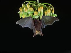 Image result for Fruit Bat Wallpaper