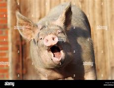 Image result for Peppa Pig Open Mouth