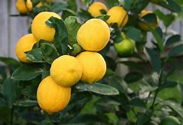 Image result for Lemon Tree Home