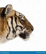 Image result for Side View Tiger Head Logo