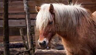 Image result for Red Mane Horse