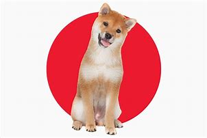 Image result for Japanese Fighting Dog Breeds