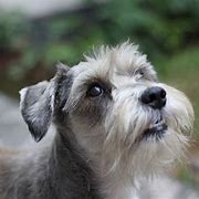 Image result for Different Terrier Breeds