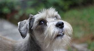 Image result for Popular Small Terrier Breeds