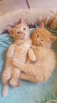 Image result for Cute Fluffy Ginger Kittens