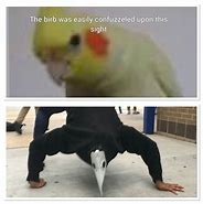 Image result for Birb Memes