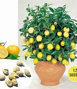 Image result for Dwarf Lemon Tree Indoor