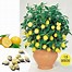 Image result for Dwarf Lemon Tree Indoor