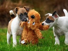 Image result for Baby Fox Terrier