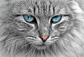 Image result for Cool Cat Face