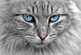 Image result for Most Beautiful Cat Eyes