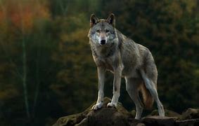 Image result for HDT Wolf