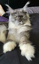 Image result for Maine Coon Cat Fursona