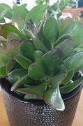 Image result for Money Plant Succulent