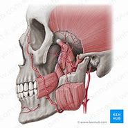 Image result for Middle Meningeal Artery Grove of Skull