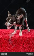 Image result for Chihuahua the Yapping