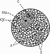 Image result for Parts of a Cell Diving