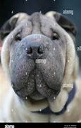 Image result for Chinese Fighter Dog