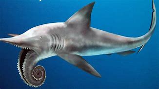 Image result for Prehistoric Deep Sea Shark