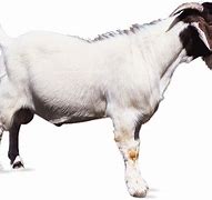 Image result for Goat Guy