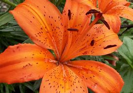 Image result for Wild Lily