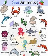 Image result for Different Ocean Mammals