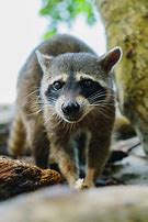 Image result for Wild Raccoon