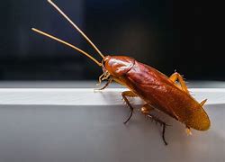 Image result for Cockroach Breeds