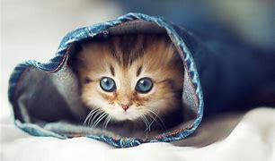 Image result for Bread Cat Wallpaper