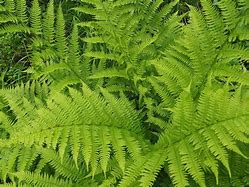 Image result for Athyrium Fern Seeds