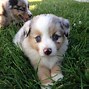 Image result for Mini Aussie Mix Puppies