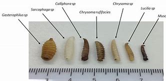 Image result for Maggots Fly Larvae