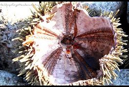 Image result for Urchin Inside