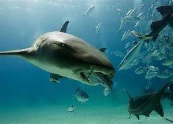 Image result for What Eats Sharks