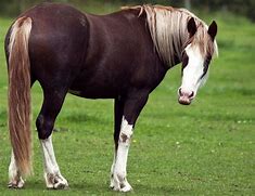 Image result for Liver Chestnut Horse