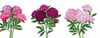 Image result for Peony Bush Vector